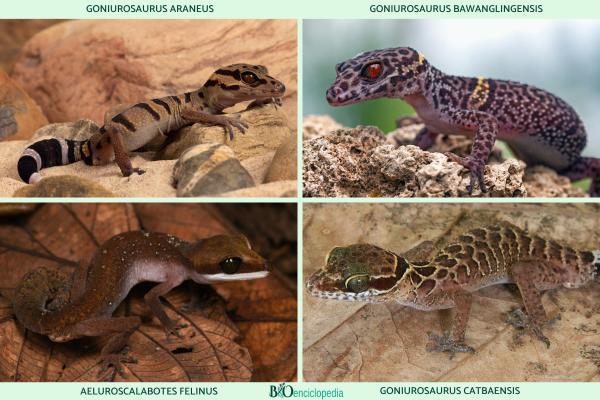 Tipos de geckos - Familia Eublepharidae 