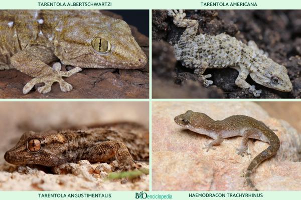 Tipos de geckos - Familia Phyllodactylidae 