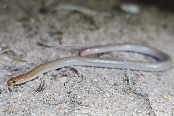 Tipos de geckos - Familia Pygopodidae 