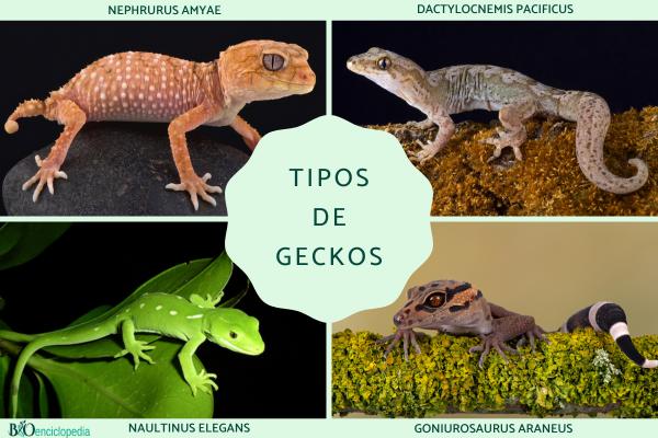 Tipos de geckos