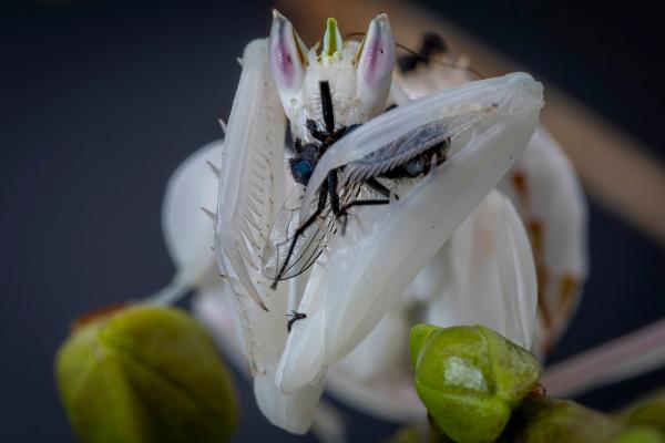 Mantis orquídea - Alimentación de la mantis orquídea