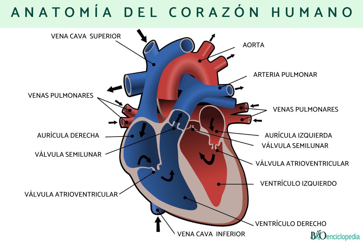 corazón valiente capitulo 166 parte 4