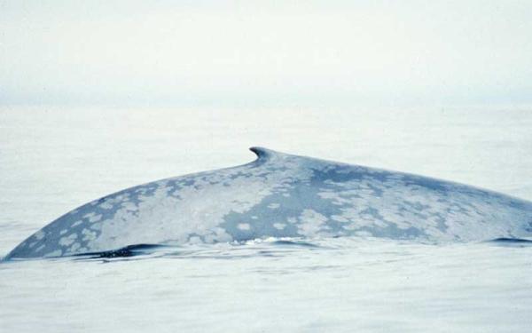 Ballena Azul - Descripción de la ballena azul