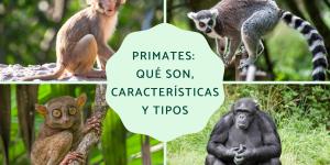 Primates: qué son, características y tipos
