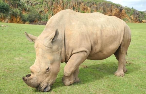 Tipos de rinocerontes y sus características - Rinoceronte blanco (Ceratotherium simum)