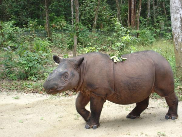 Tipos de rinocerontes y sus características - Rinoceronte de Sumatra (Dicerorhinus sumatrensis)