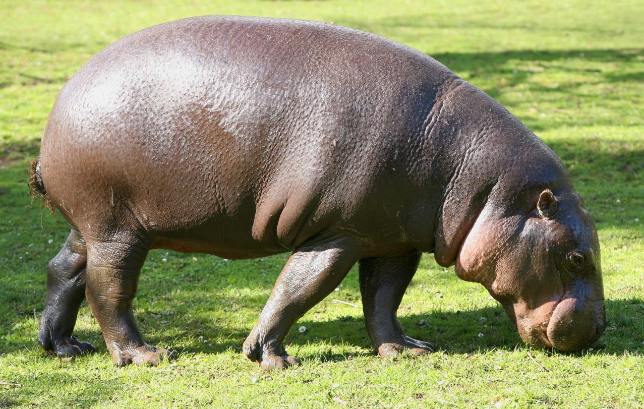 Hipopótamo Pigmeo - Características, Hábitat Y Alimentación