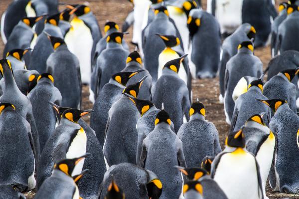 Pingüino rey - Dónde vive el pingüino rey