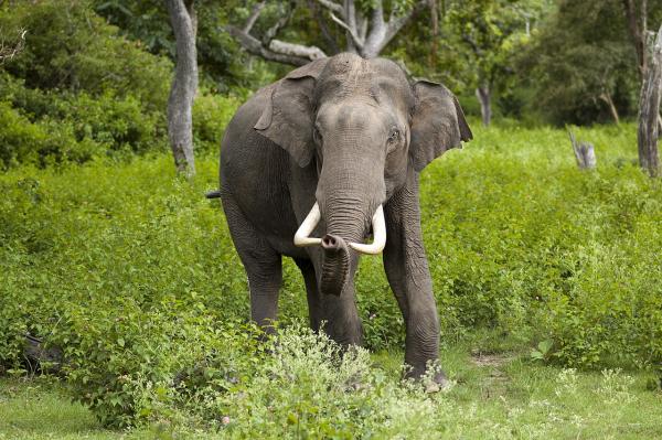 Elefante asiático - Características del elefante asiático