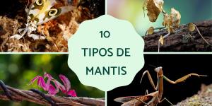 Tipos de mantis