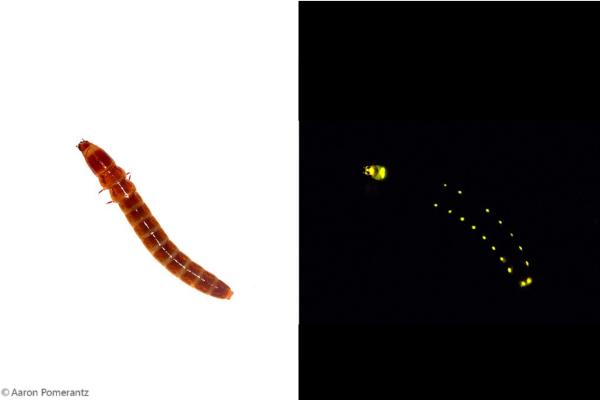 Bioluminiscencia: qué es y animales - Gusano ferrocarril (Phrixothrix hirtus)