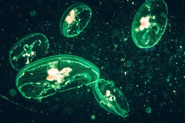 Bioluminiscencia: qué es y animales - Qué es la bioluminiscencia