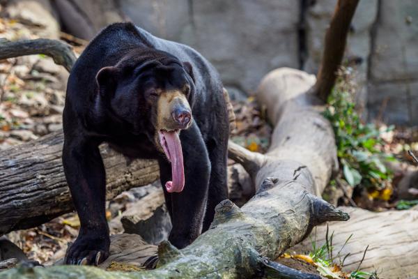 Oso malayo - Alimentación del oso malayo 