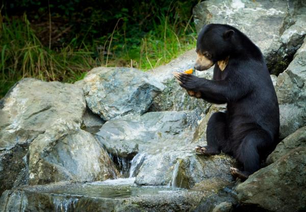 Oso malayo - Amenazas y conservación del oso malayo 