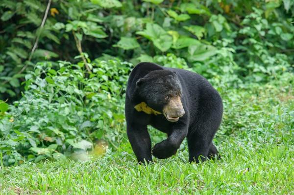 Oso malayo - Características del oso malayo 