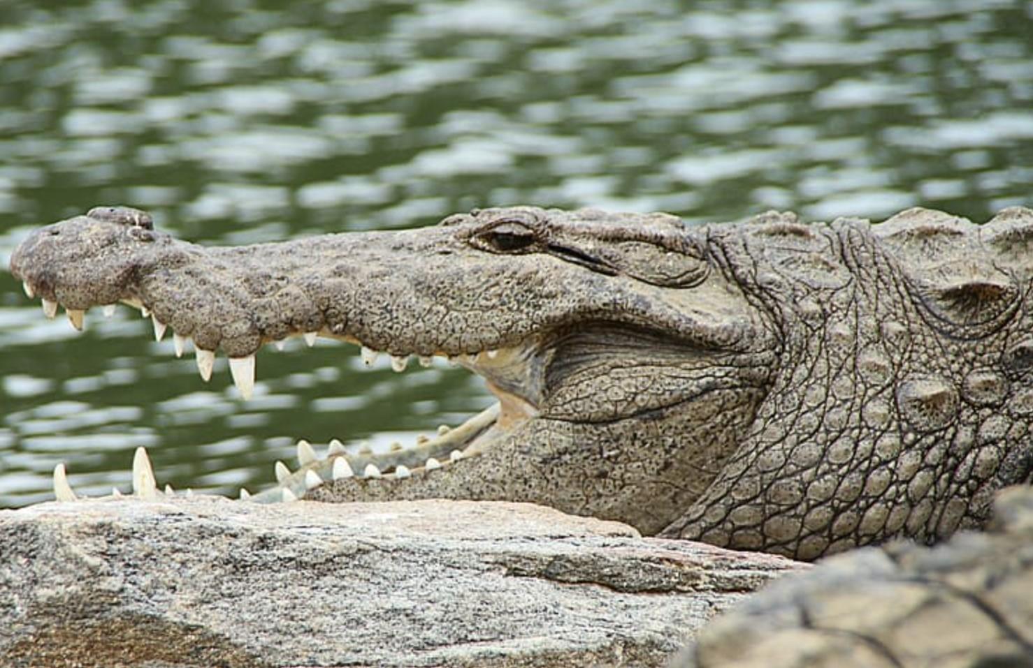 Cocodrilo marino o Crocodylus porosus - Características, dónde vive y ...