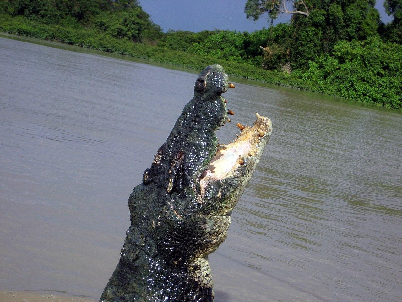 Cocodrilo marino o Crocodylus porosus - Características, dónde vive y ...