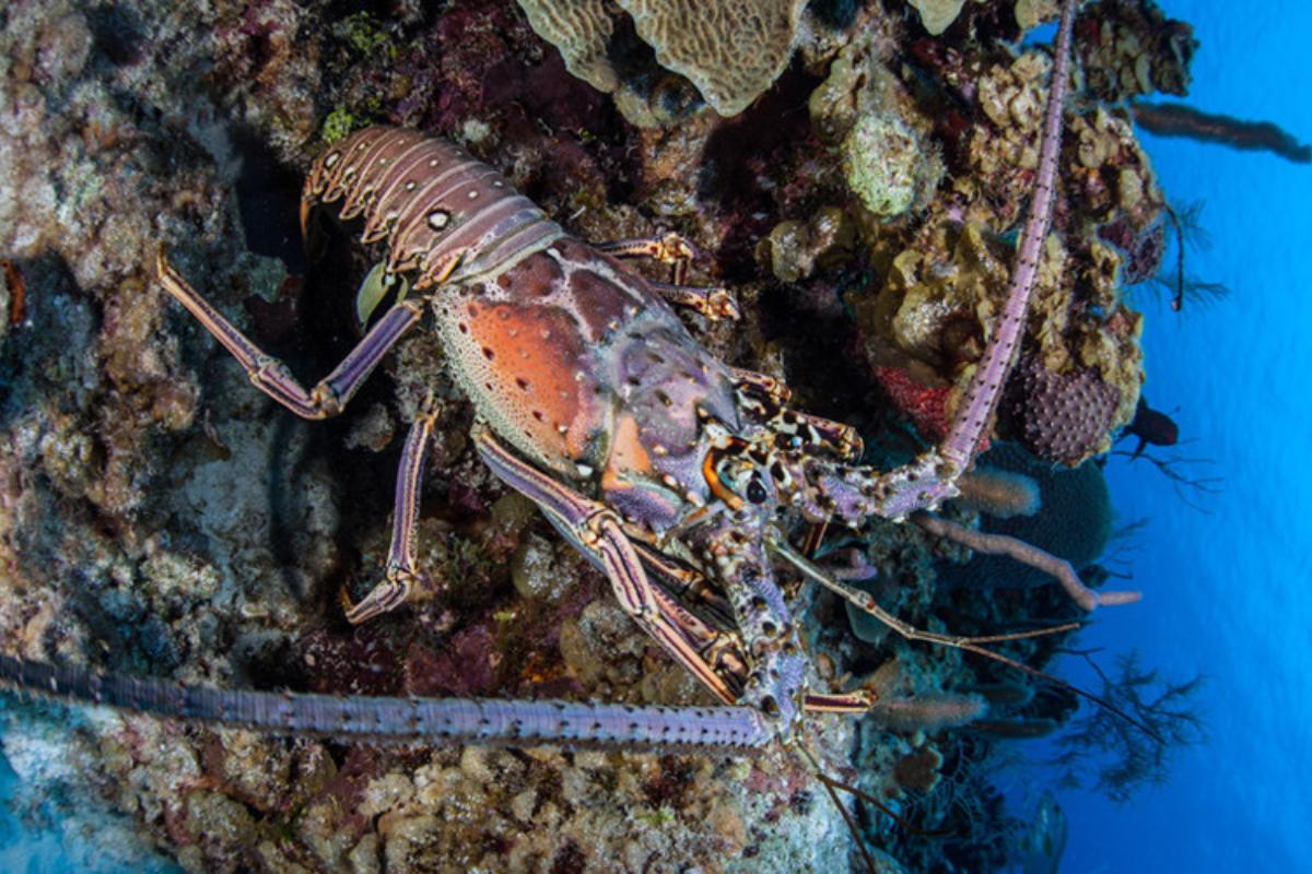 Langosta Características, hábitat y alimentación