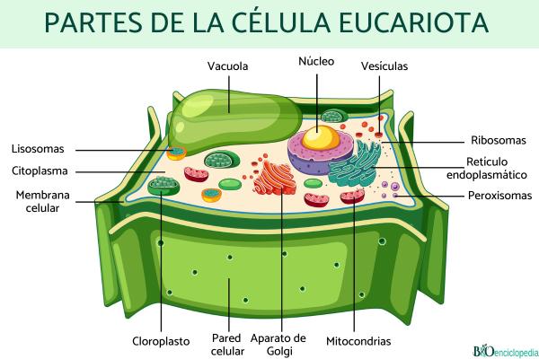 Célula eucariota: qué es, características y sus partes - Partes de la célula eucariota 