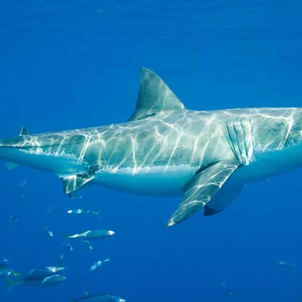 datos del hábitat del gran tiburón blanco para niños