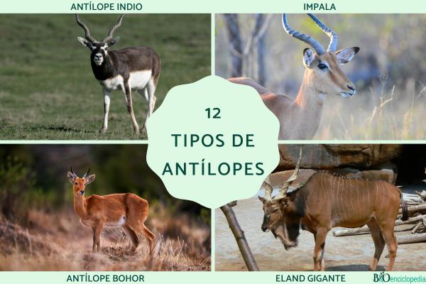 Tipos de antílopes - Resumen