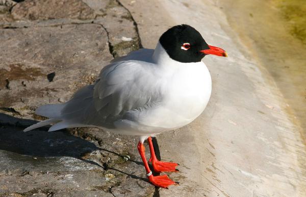 Tipos de gaviotas - Gaviota cabecinegra (Larus melanocephalus) 