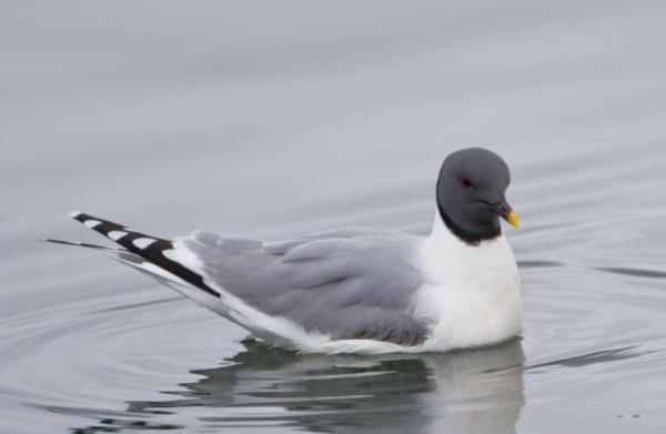 Tipos de gaviotas - Gaviota de Sabine (Xema sabini) 