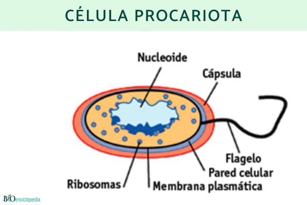 Tipos de células: qué son, partes y funciones - Células procariotas