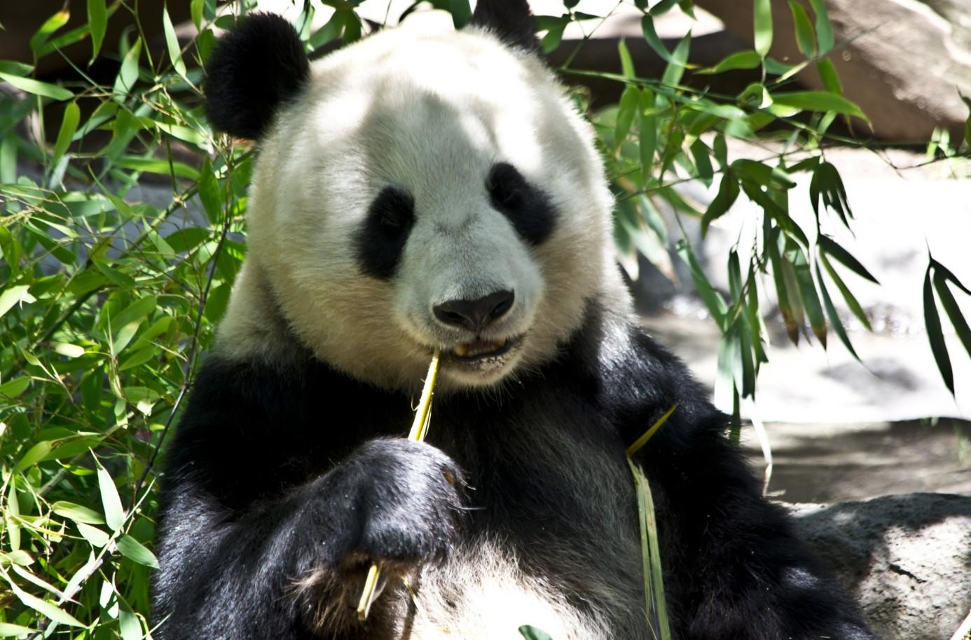 Oso Panda Ailuropoda Melanoleuca Dónde Vive Características Y