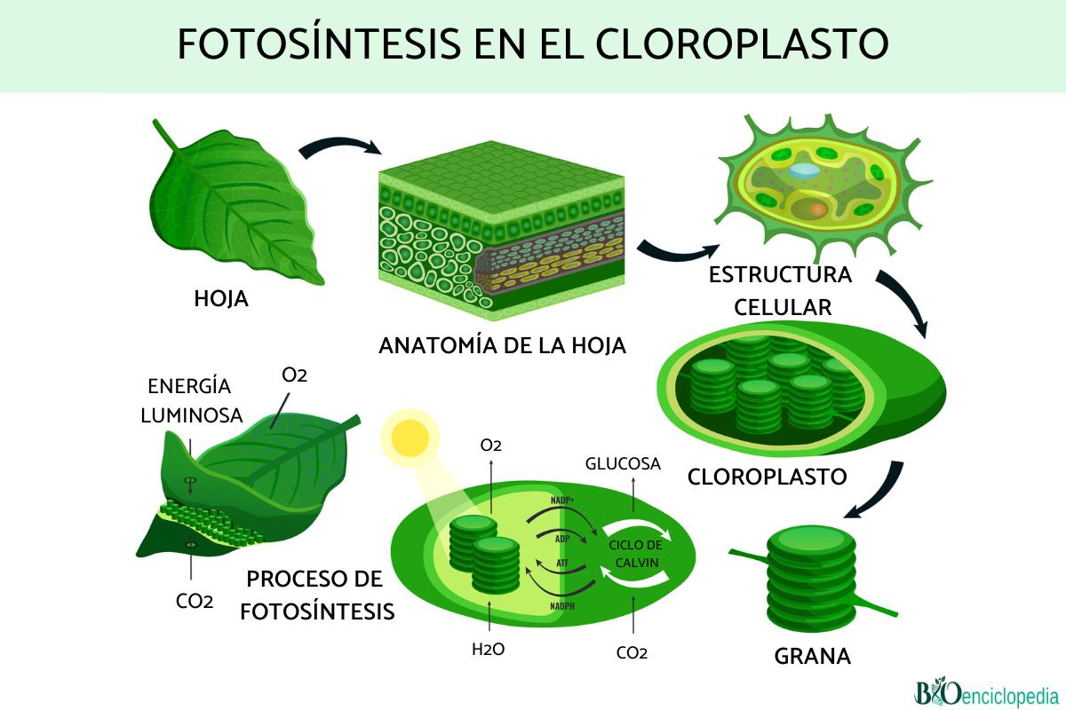 Cloroplasto: Qué Es, Función Y Estructura - Resumen