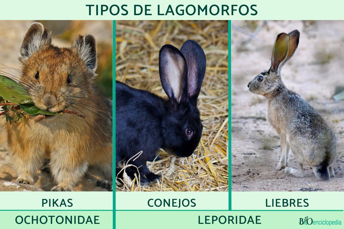 Lagomorfos: qué son, características, tipos y ejemplos - Resumen