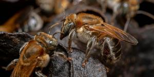 Abeja melipona