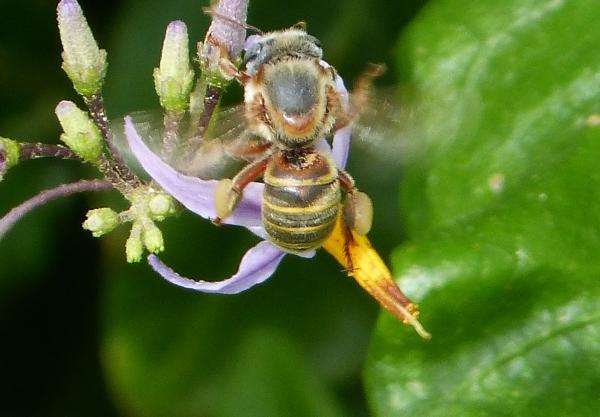 Abeja melipona - De qué se alimenta la abeja melipona