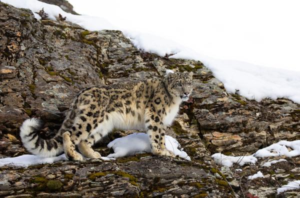 Leopardo de las nieves