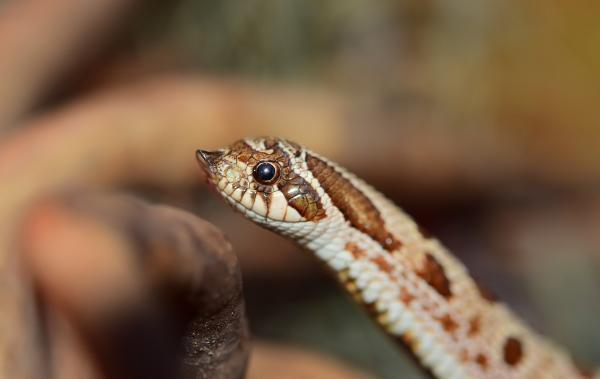 Nombres de animales en náhuatl - Serpiente - Cóatl