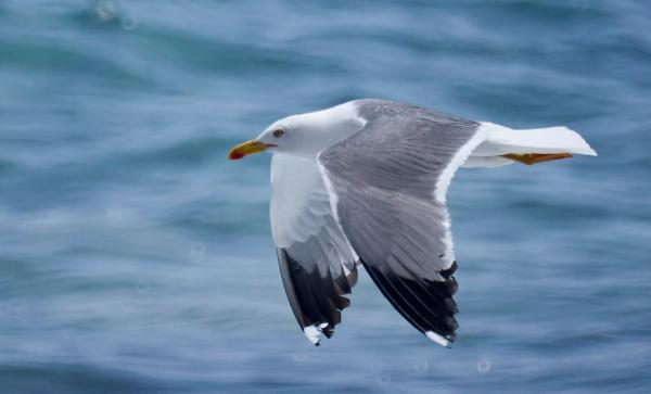 Gaviota patiamarilla