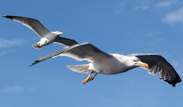 Gaviota patiamarilla - Reproducción de la gaviota patiamarilla