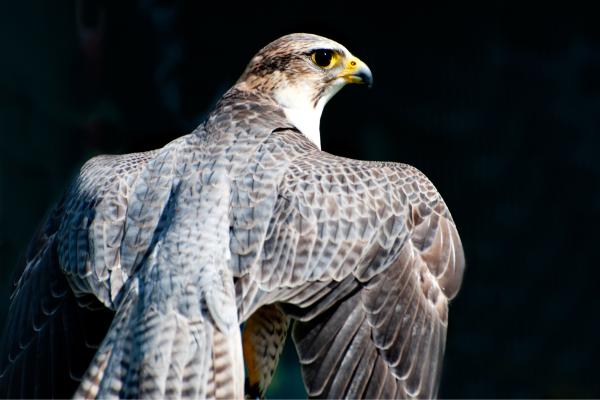 Animales endotermos: qué son y ejemplos - Halcón peregrino (Falco peregrinus)