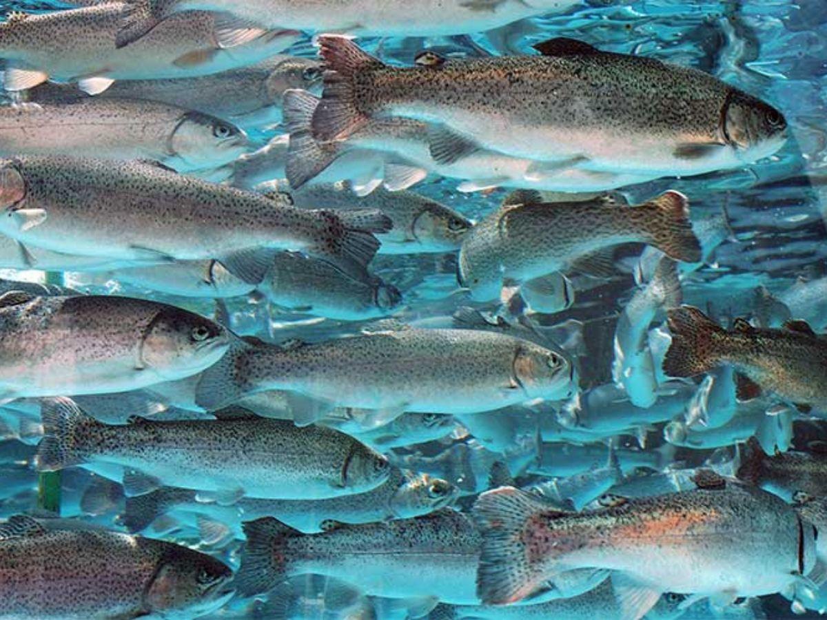 Trucha Características, distribución y hábitat, alimentación