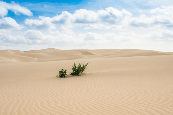 Tipos de desiertos - Desierto de arena