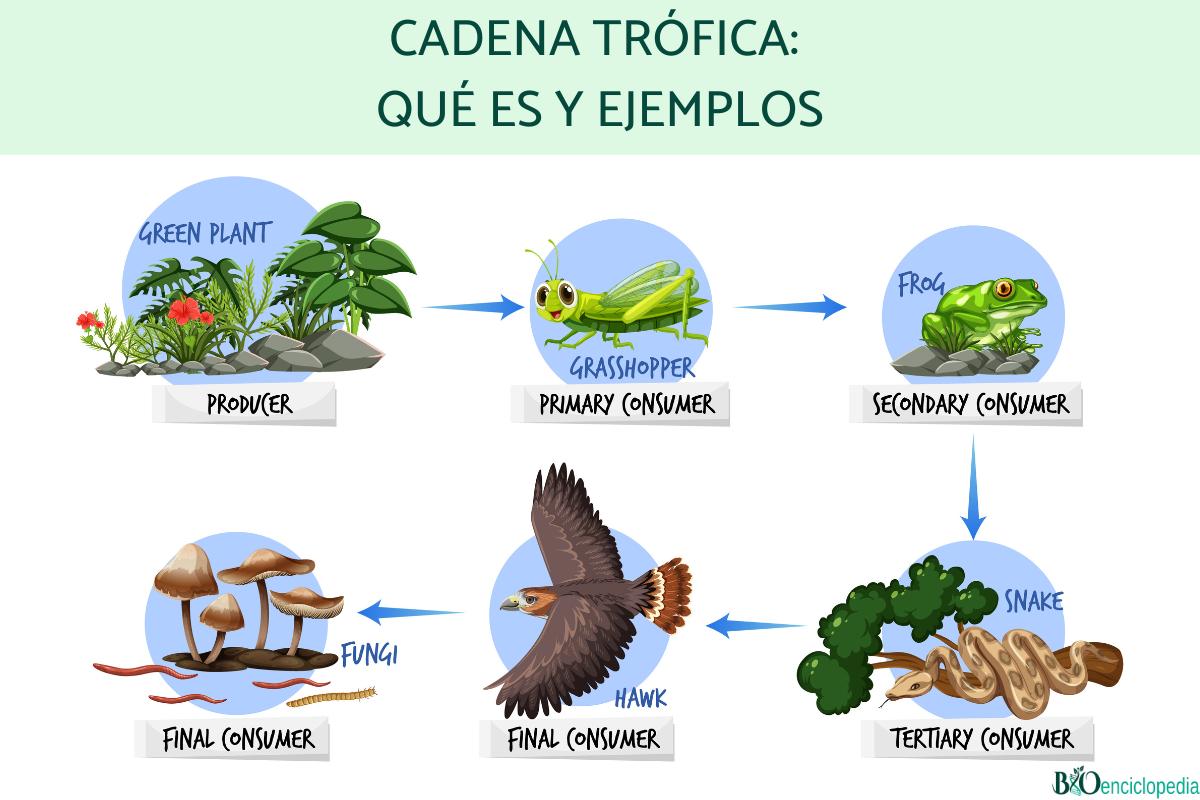 Cadena Trófica Qué Es Y Ejemplos Resumen 