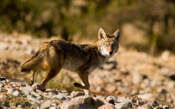 Coyote - Comportamiento del coyote