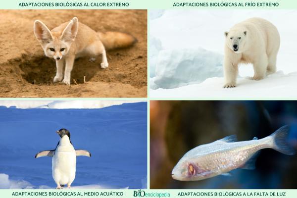 Qué es la adaptación en biología, tipos y ejemplos - Ejemplos de adaptación en biología