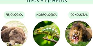 Qué es la adaptación en biología, tipos y ejemplos