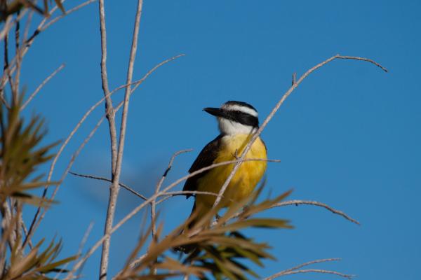 Benteveo - Amenazas y conservación del benteveo 