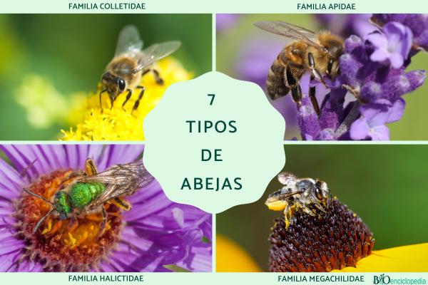 Tipos de abejas