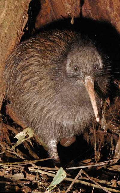 Pájaro Kiwi - Alimentación del pájaro kiwi