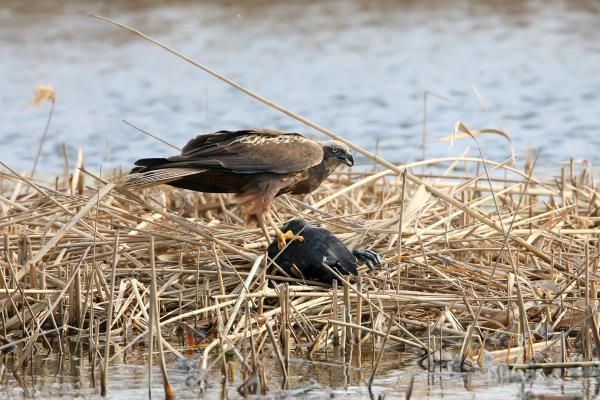 Aguilucho lagunero - Alimentación del aguilucho lagunero