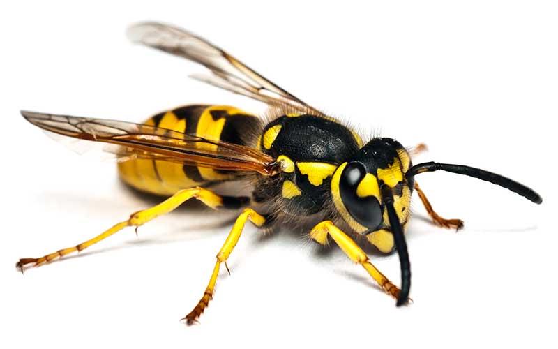 Avispa características, hábitat, alimentación y reproducción