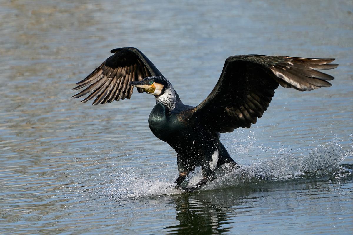 Cormorán grande o Phalacrocorax carbo Características, dónde vive y